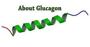 Глюкагон это гормон, являющийся антагонистом инсулину