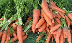 Морковь полезна при сахарном диабете